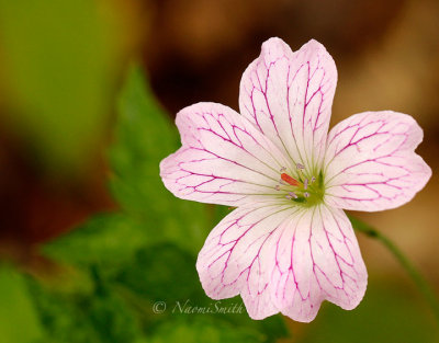 Geranium versicolor JN14 #0527