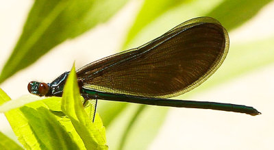 Ebony Jewelwing JN14 #1298