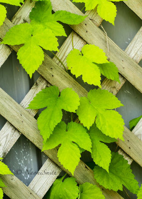 Golden Hops - Humulus lupulus 'Aureus' Golden hop JN14 #1416