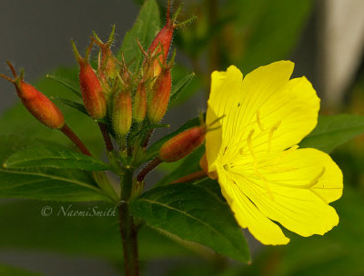 Sundrops - Oenothera fruticosa  JN14 #1378