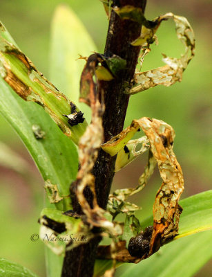 Lily Leaf Beetle-Larval damage JN14 #2382