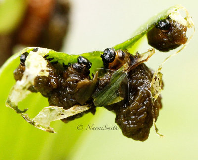 Lily Leaf Beetle-Larval damage JN14 #2398