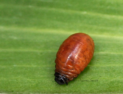 Lily Leaf Beetle-larva JN14 #2415