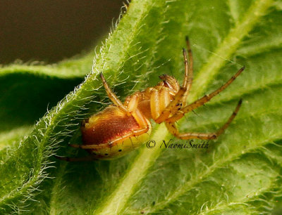 Araniella displicata JN14 #2093