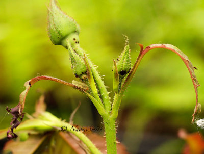 Sawfly damage on Rose2 JN14 #2159