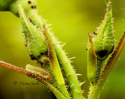 Sawfly damage on Roses JN14 #2159