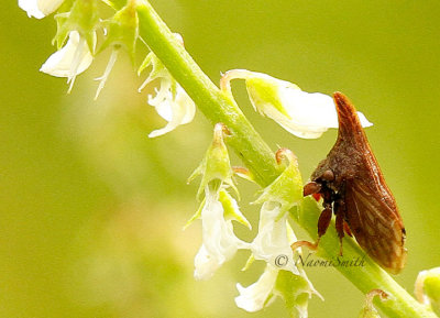 Campylenchia latipes AU14 #8343