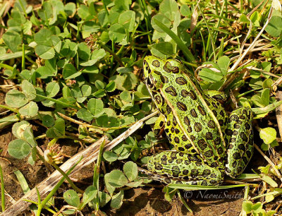 Northern Leopard Frog -  Rana pipiens AU14 #8613
