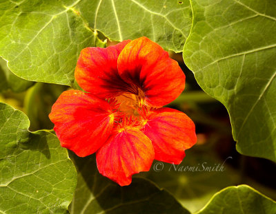 Nasturtium JL14 #6488