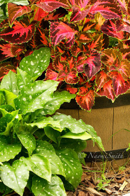 Coleus and Pulmonaria JL14 #5621