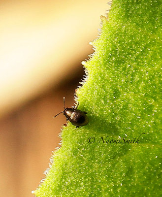 Alticini/Chaetocnema sp? JL14 #5705
