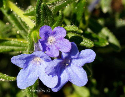 Blue Lithospernum -Lithodora diffusa/Grace Ward JN14 #0360