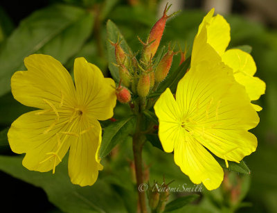 Sundrops - Oenothera fruticosa JN14 #1513