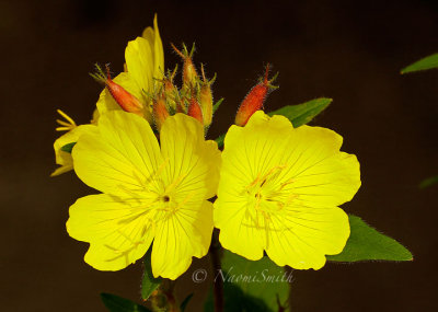 Sundrops - Oenothera fruticosa JN14 #1577