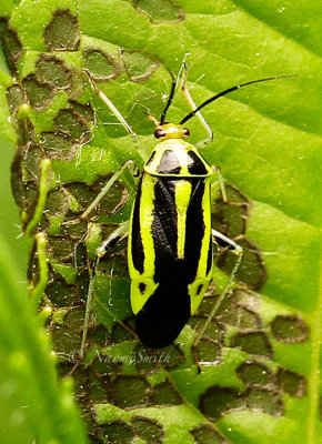 Poecilocapsus lineatus JN14 #1713