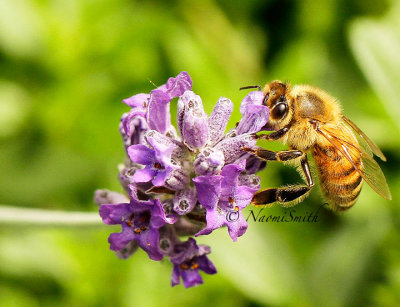  Honey Bee-Apis mellifera JL14 #4180