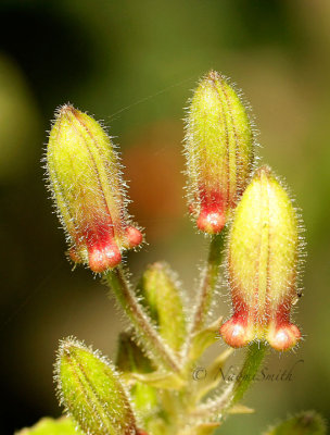 Japanese Toad Lily - Tricyrtis hirta  Buds S14 #4253