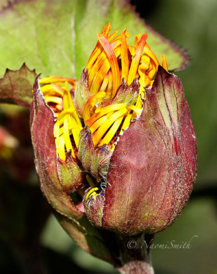 Ligularia dentata AU14 #2462