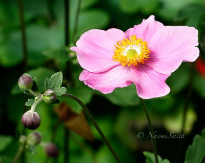 Japanese Anemone - Serenade AU14 #2827