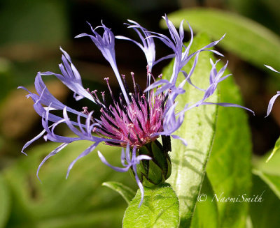 Centaurea montana S14 #4126