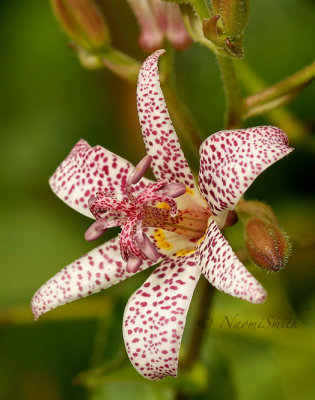 Japanese Toad Lily - Tricyrtis hirta  S14 #4099