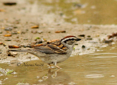 Chipping Sparrow MY15 #7982
