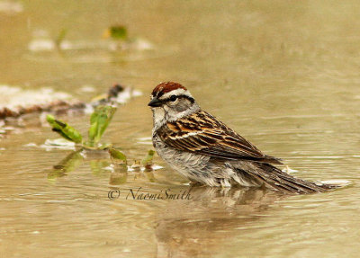 Chipping Sparrow MY15 #7991