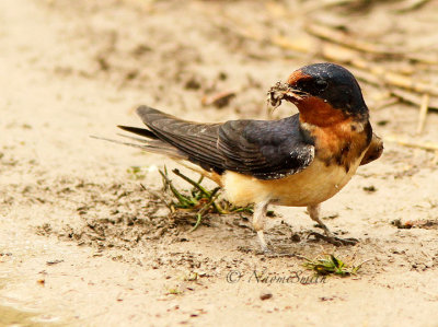 Cliff Swallow MY15 #8228