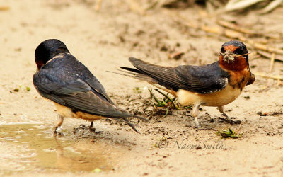 Cliff Swallows MY15 #8224