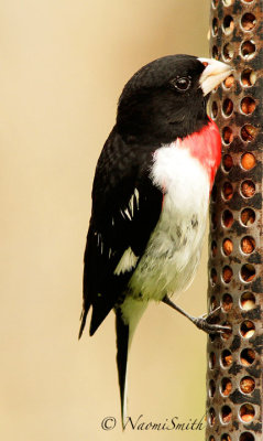 Rose-breasted Grosbeak MY15 #8196