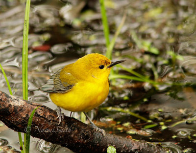 Prothonotary Warbler MY15 #8094
