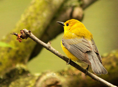 Prothonotary Warbler MY15 #8153