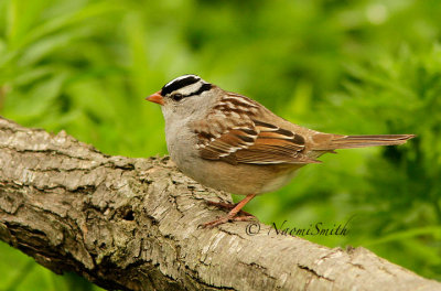 White-crowned Sparrow -  Zonotrichia leucophrys  MY15 #8383