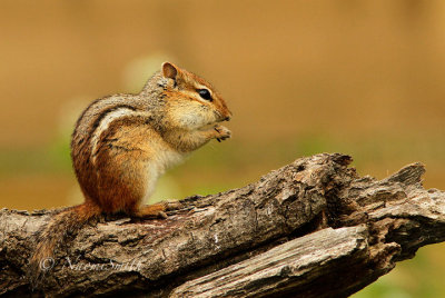 Eastern Chipmunk MY15 #8347