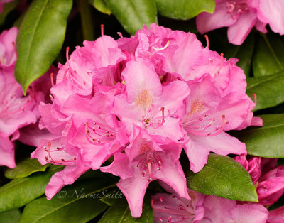 Rhododendron Roseum Elegans MY15 #9410