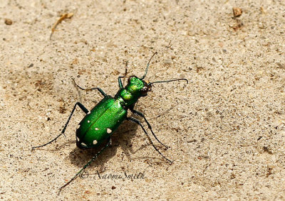 Six-spotted Green Tiger Beetle - Cicindela sexguttata MY15 #9433