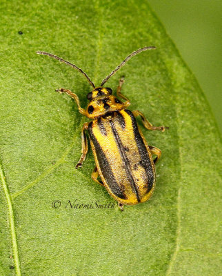 Xanthogaleruca luteola JL14 #7315