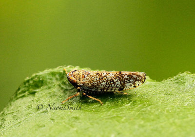 Leaf Hopper JL14 #7544