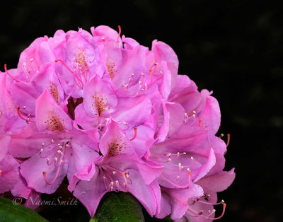 Rhododendron Roseum Elegans MY15 #9010
