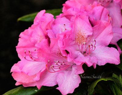 Rhododendron Roseum Elegans MY15 #9014