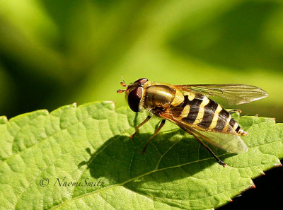 Eupeodes americanus MY15 #9073