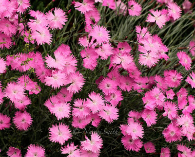 Dianthus Grat. Firewitch JN15 #9456