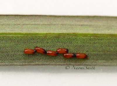 Lily Leaf Beetle Ova JN15 #9645