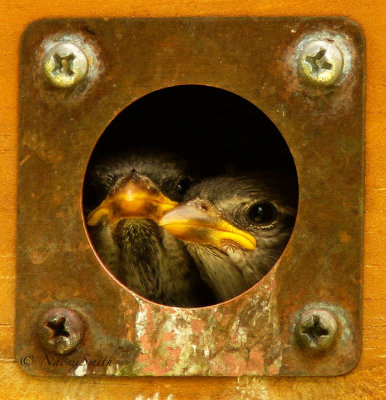 House Sparrows2 JN15 #0081