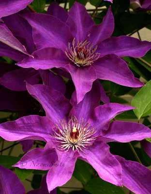 Clematis JN15 #0473