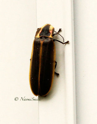 Pyractomena JN15 #0499