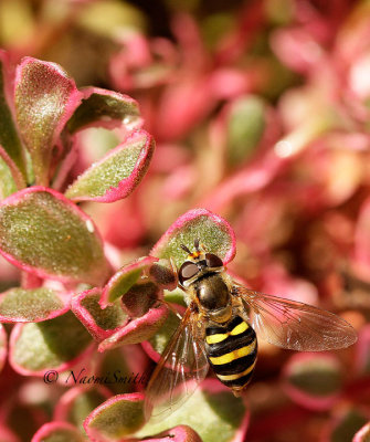 Syrphus torvus AP15 #7315