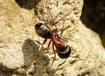 Camponotus novaeboracensis JN15 #1703