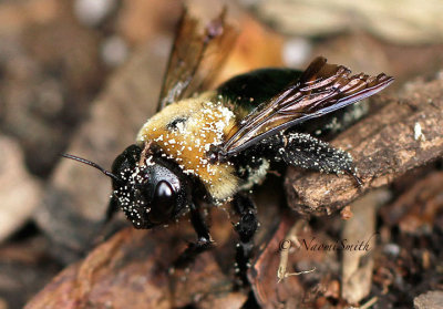 Carpenter Bee S15 #6802