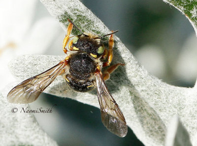 Anthidium manicatum - Wool Carder Bee S15 #6620